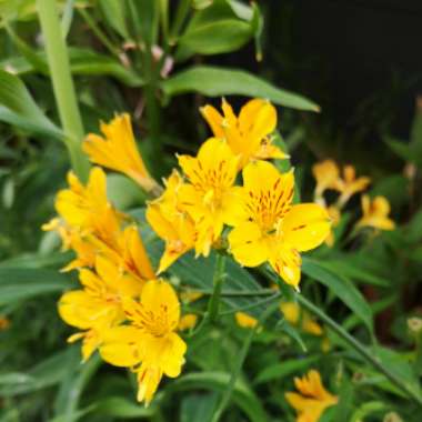 Alstroemeria aurea  syn. Alstroemeria aurantiaca