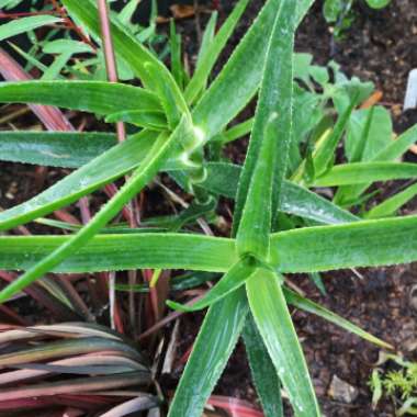 Aloe Striatula