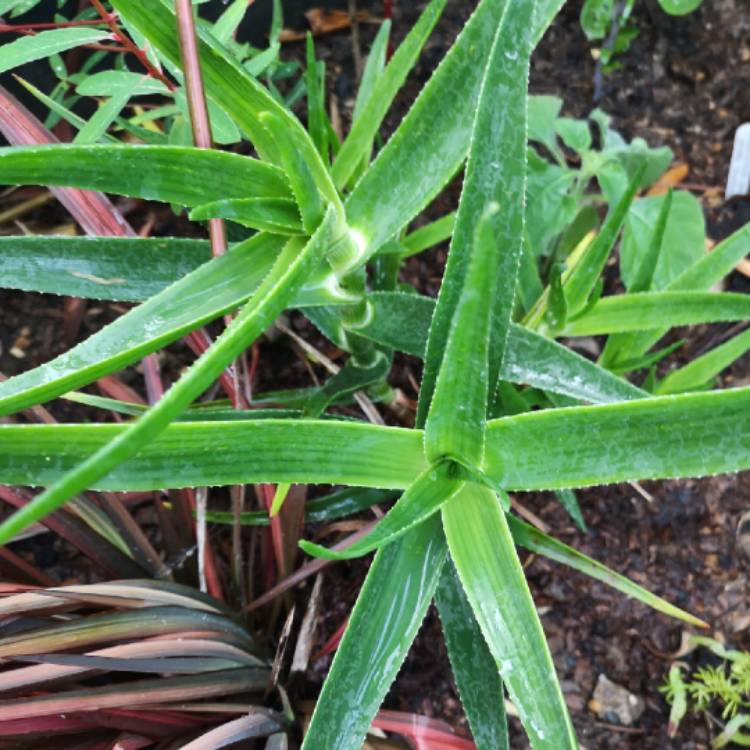 Plant image Aloe Striatula