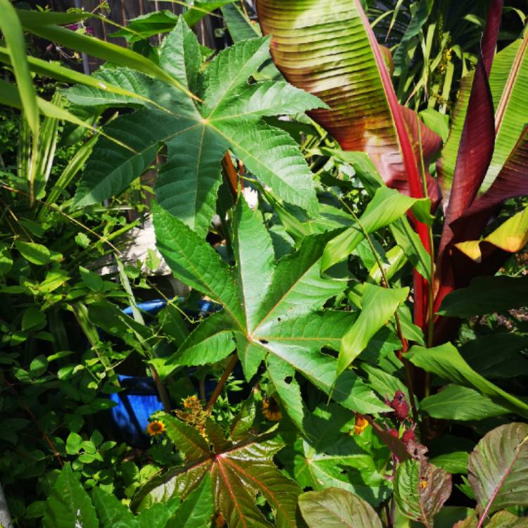 Plant image Ricinus communis