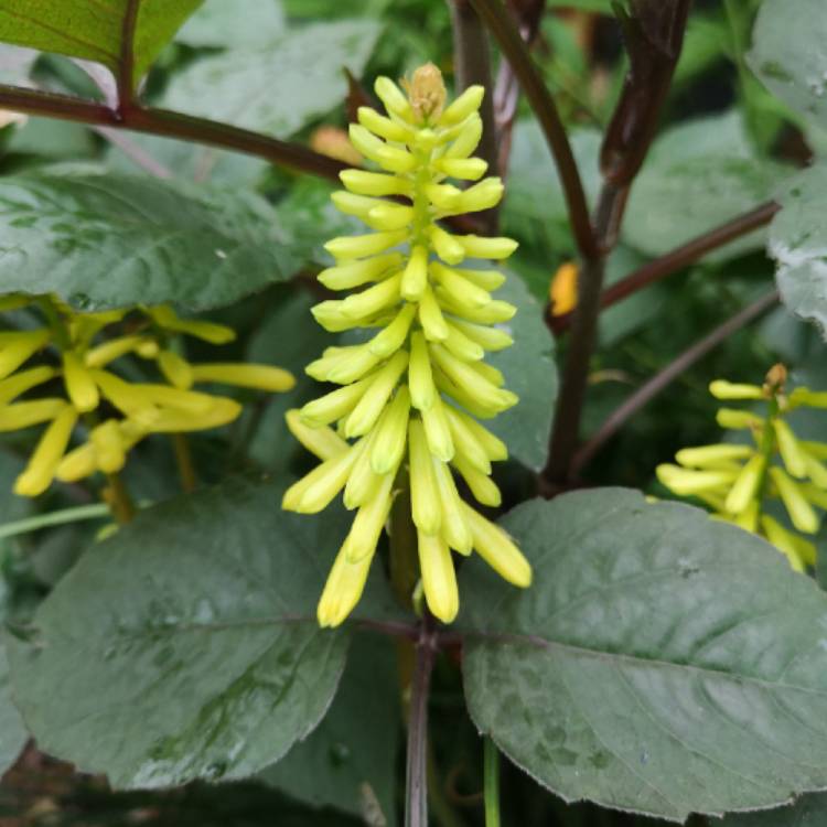 Plant image Kniphofia 'Lemon Popsicle' (Popsicle Series)