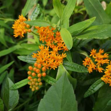 Asclepias tuberosa