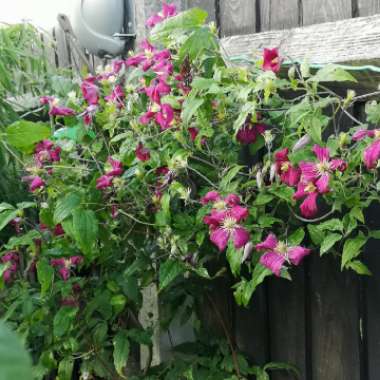 Clematis viticella 'Madame Julia Correvon'