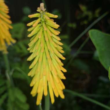 Kniphofia 'Mango Popsicle' (Popsicle Series)