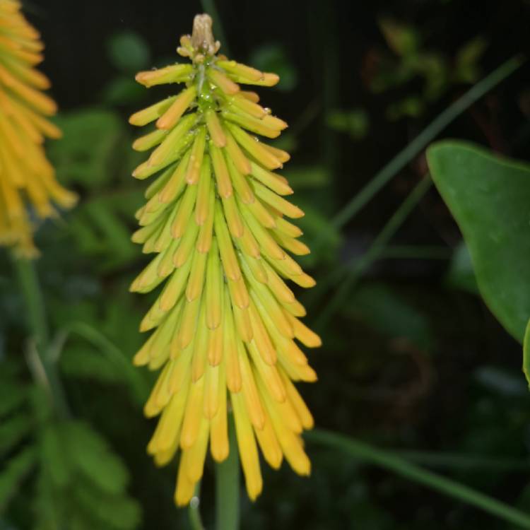 Plant image Kniphofia 'Mango Popsicle' (Popsicle Series)