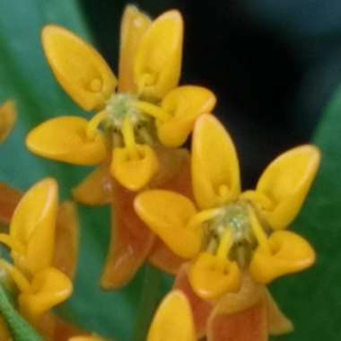 Asclepias tuberosa