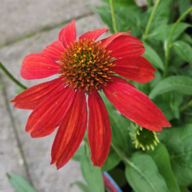 Echinacea 'Balsomsed' (Sombrero Series) syn. Echinacea 'Sombrero Salsa Red'