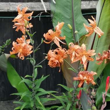 Lilium davidii