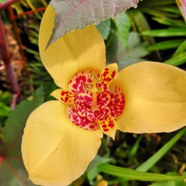 Tigridia pavonia