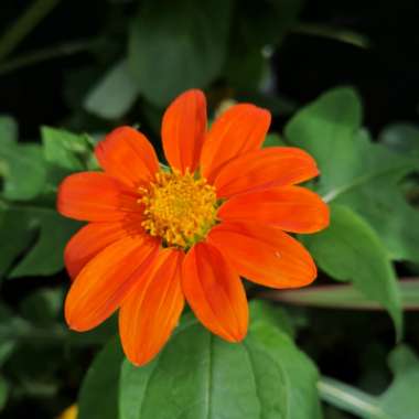 Tithonia Orange Sunshine