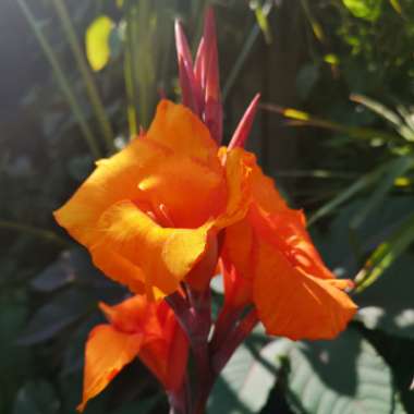 Canna 'Pretoria' syn. Canna 'Bengal Tiger', Canna 'Striata', Canna 'Palida', Canna 'Malawiensis', Canna 'Malawiensis Variegata', Canna 'Praetoria', Canna 'Pretoria Variegata', Canna 'Kaepit'