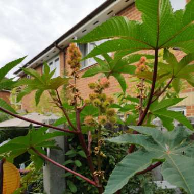 Ricinus communis