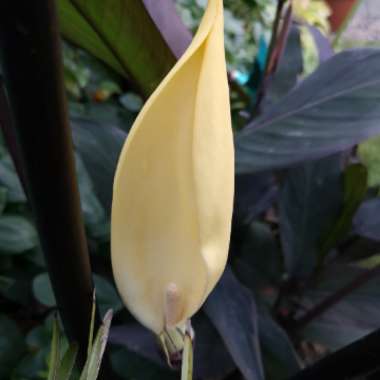 Colocasia esculenta 'Fontanesii' syn. Colocasia esculenta 'Black Stem'