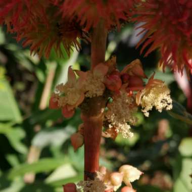 Ricinus communis 'Impala'