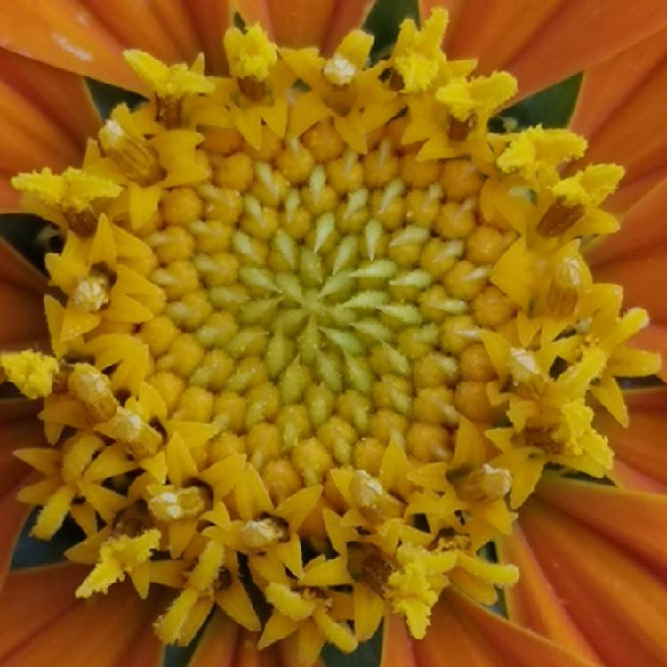 plant image 1170784