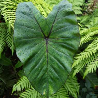 Colocasia esculenta  syn. Colocasia antiquorum