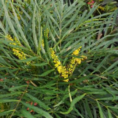 Mahonia eurybracteata subsp. ganpinensis 'Soft Caress'