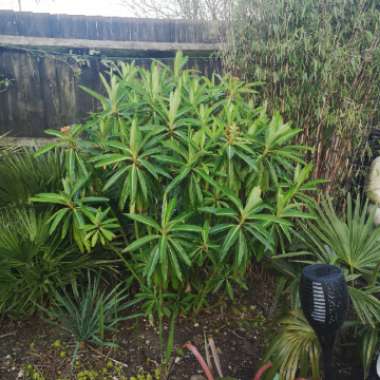 Euphorbia mellifera