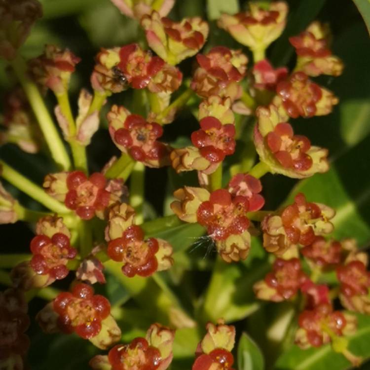 Plant image Euphorbia mellifera