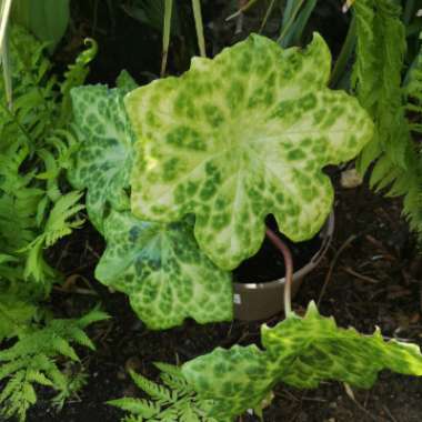 Dysosma versipellis 'Spotty Dotty' syn. Podophyllum versipelle 'Spotty Dotty'