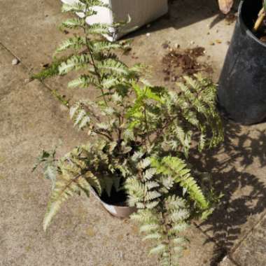 Athyrium Niponicum