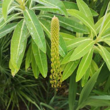 Eremurus 'Bungei'