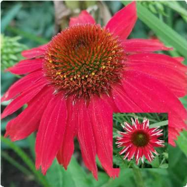 Echinacea 'Balsomsed' (Sombrero Series) syn. Echinacea 'Sombrero Salsa Red'