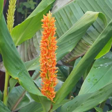 Hedychium densiflorum 'Assam Orange'