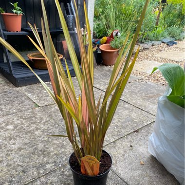 Phormium 'Flamingo'