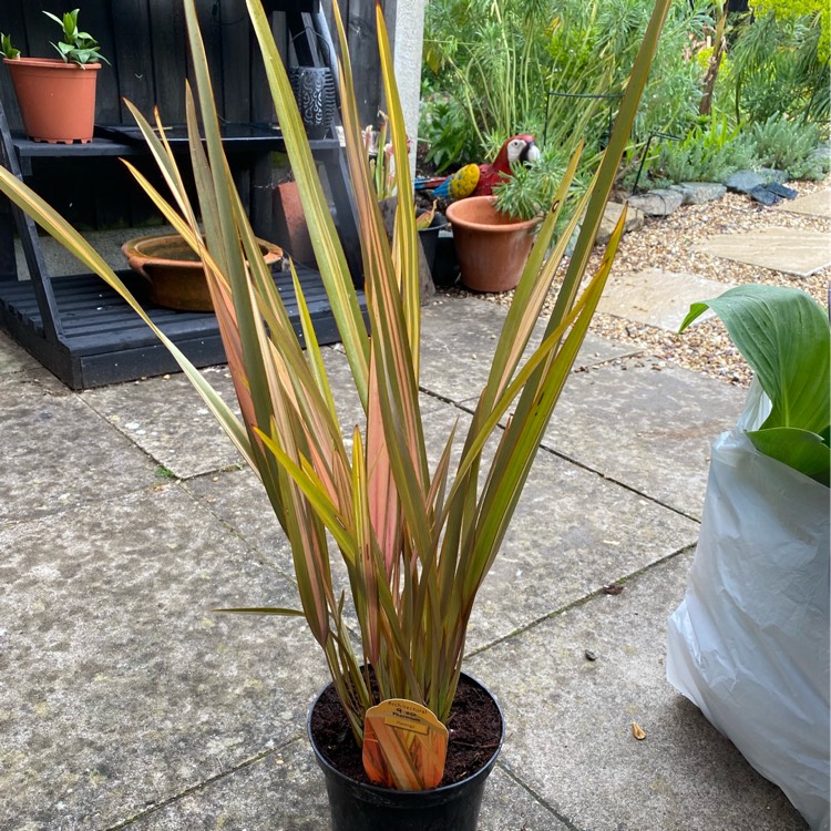 Plant image Phormium 'Flamingo'