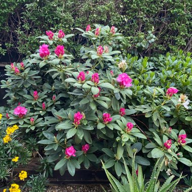 Rhododendron 'Germania'