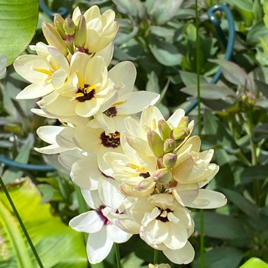 Ixia 'Hogarth'