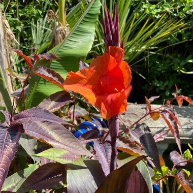 Canna 'Phasion' syn. Canna 'Durban', Canna 'Tropicanna', Canna 'Inferno'