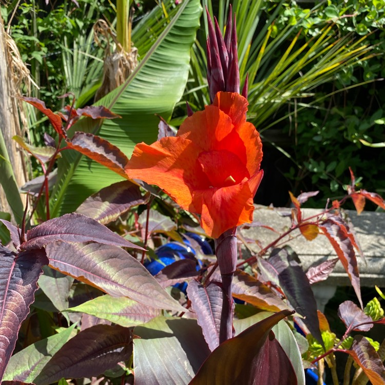 plant image 1501447