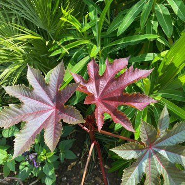 Ricinus communis