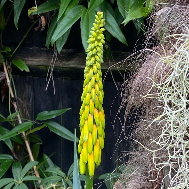 plant image 1504598