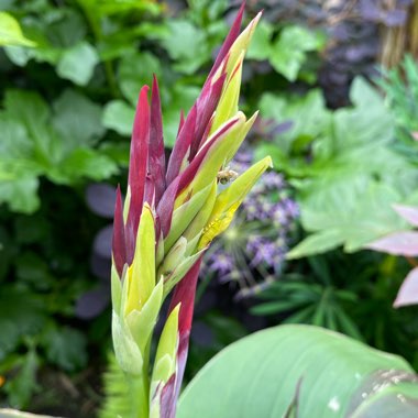 Canna 'Cleopatra' syn. Canna 'Yellow King Humbert', Canna 'Harlequin'