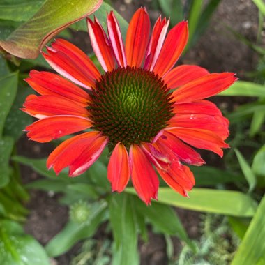 Echinacea 'Tnechkio' (Kismet Series) syn. Echinacea 'Kismet Intense Orange'