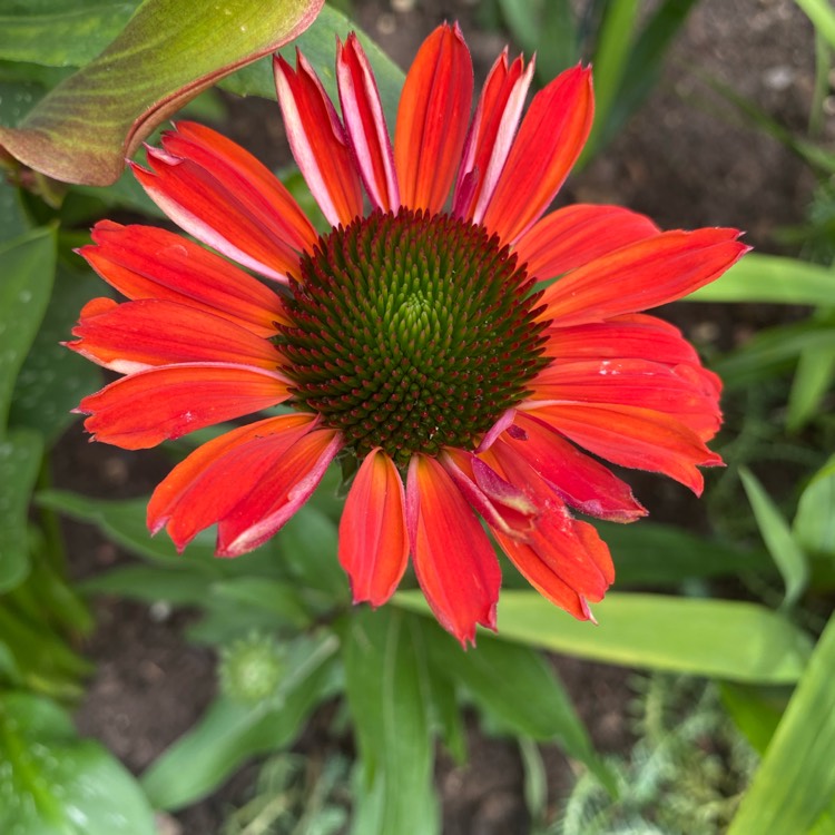 Plant image Echinacea 'Tnechkio' (Kismet Series) syn. Echinacea 'Kismet Intense Orange'