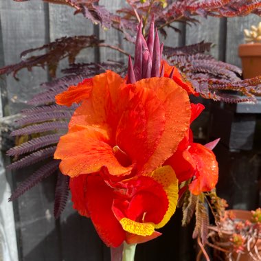 Canna 'Cleopatra' syn. Canna 'Yellow King Humbert', Canna 'Harlequin'