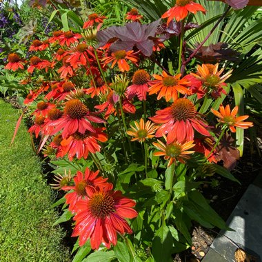 Echinacea 'Balsomador' (Sombrero Series) syn. Echinacea 'Sombrero Adobe Orange'