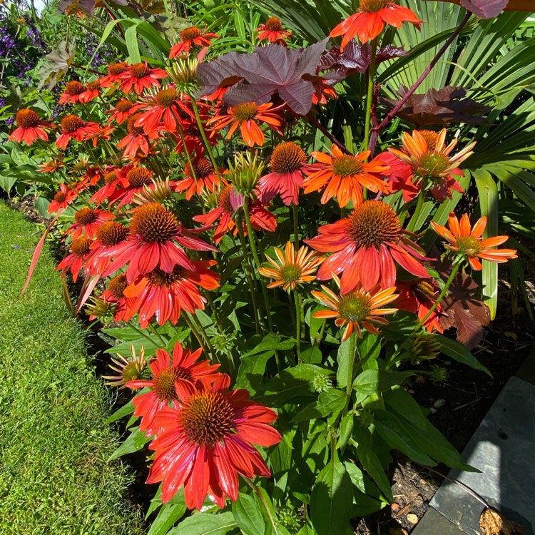 Plant image Echinacea 'Balsomador' (Sombrero Series) syn. Echinacea 'Sombrero Adobe Orange'