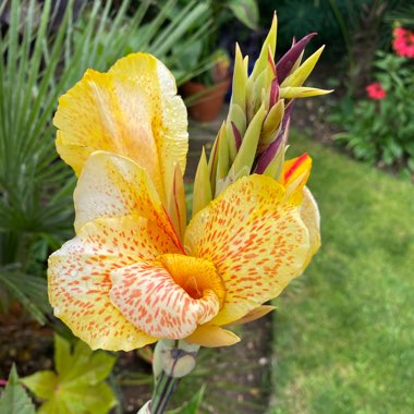 Canna 'Cleopatra' syn. Canna 'Yellow King Humbert', Canna 'Harlequin'