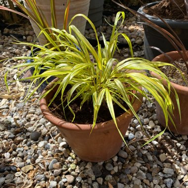 Hakonechloa macra 'Aureola'