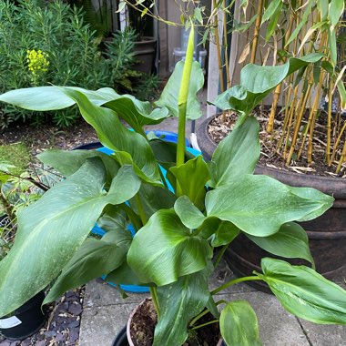 Zantedeschia aethiopica