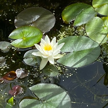 Nymphaea 'Alba'