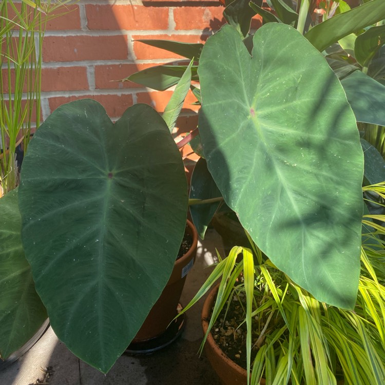 Plant image Colocasia esculenta 'Pink China'