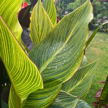 Canna 'Pretoria' syn. Canna 'Bengal Tiger', Canna 'Striata', Canna 'Palida', Canna 'Malawiensis', Canna 'Malawiensis Variegata', Canna 'Praetoria', Canna 'Pretoria Variegata', Canna 'Kaepit'