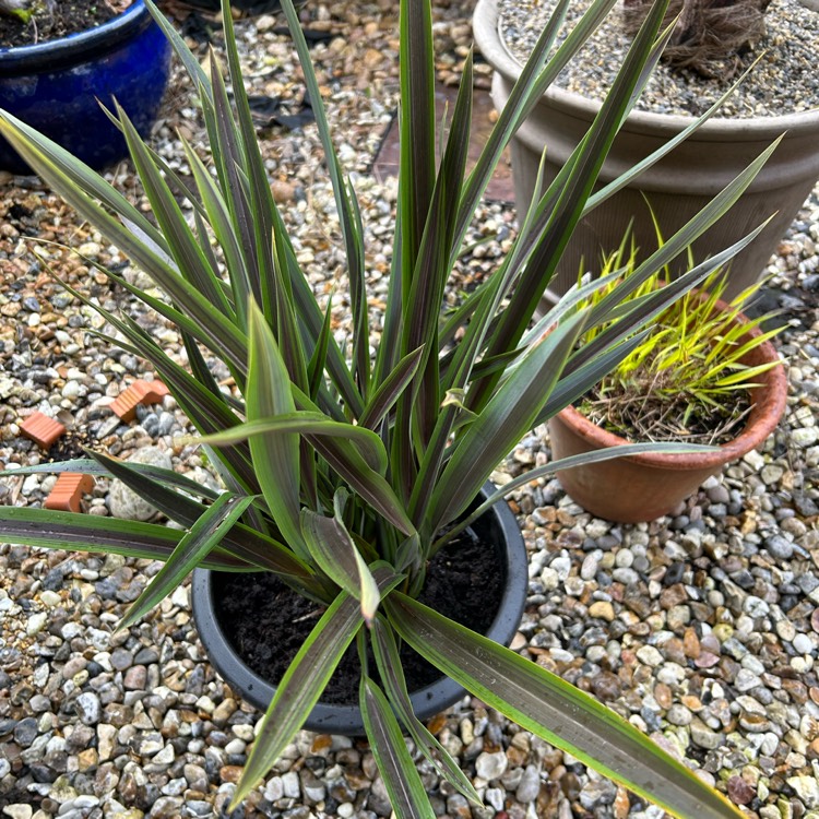 plant image 1703168