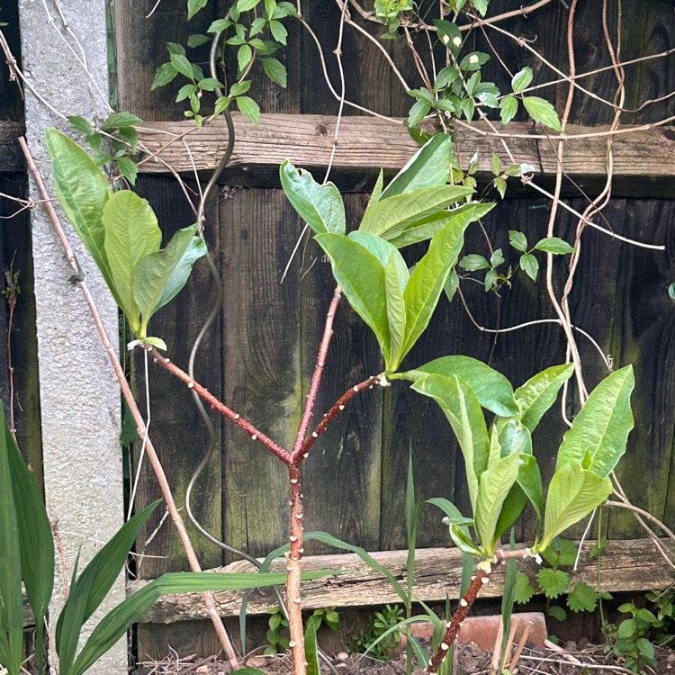 Plant image Edgeworthia chrysantha